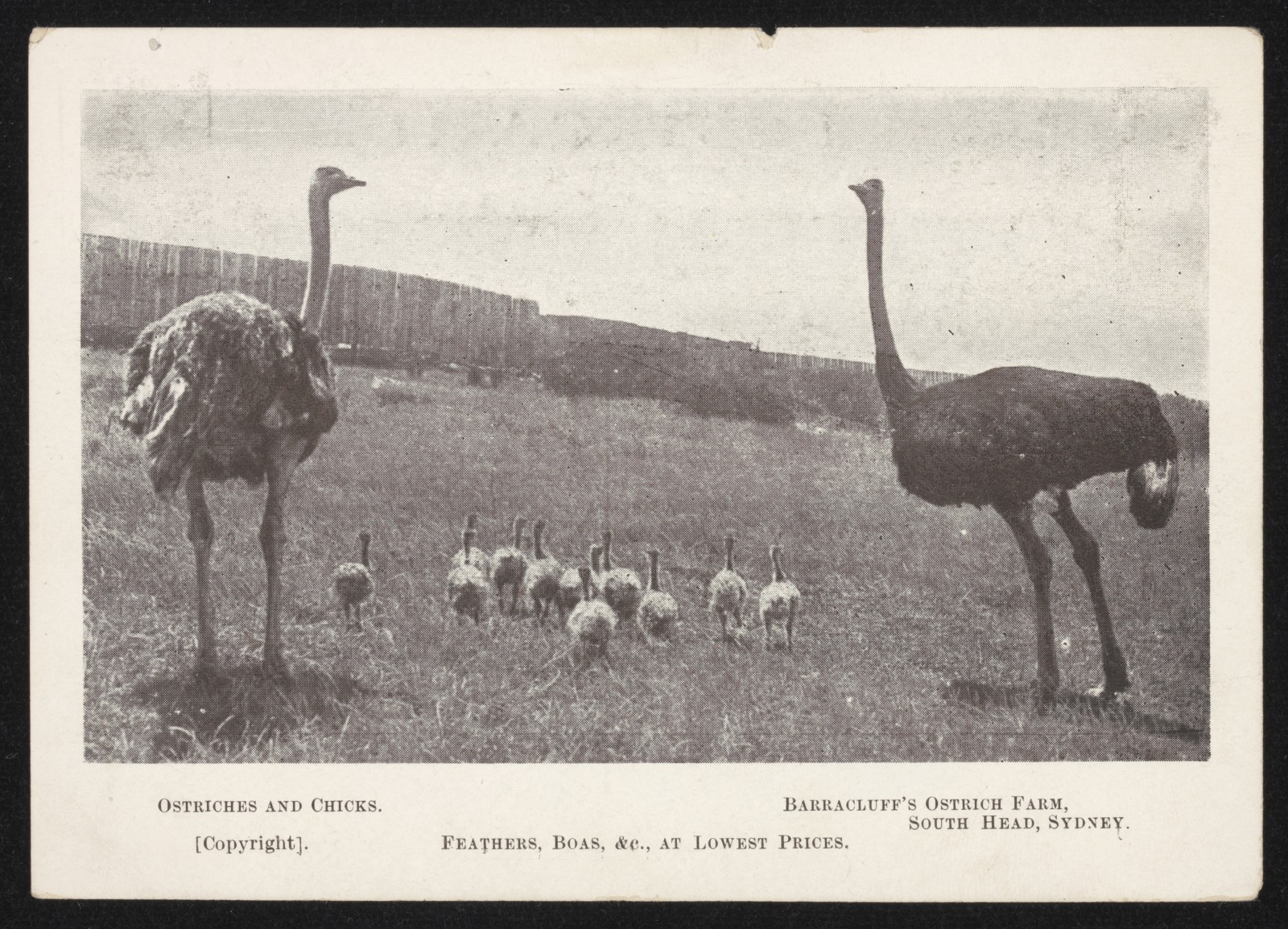 Ostriches and Chicks